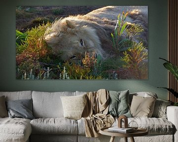 Leeuw #pantheraafrica van Minie Drost