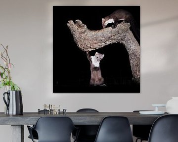 Steinmarder von Rob Kempers