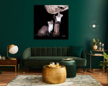 Steinmarder von Rob Kempers