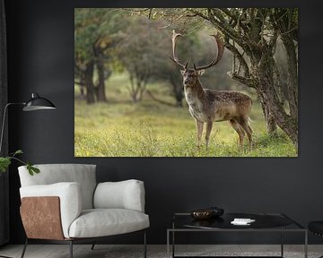 Damhert in het bos van Dennis Schaefer