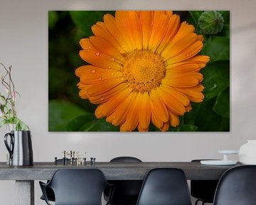 Helder goud van de goudsbloem in de regen van WSPictures