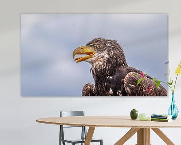 Roep van de natuur: portret van een jonge arend van WSPictures