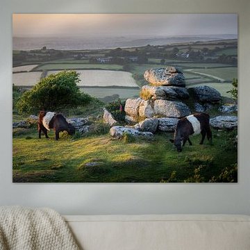 Cows in Cornwall