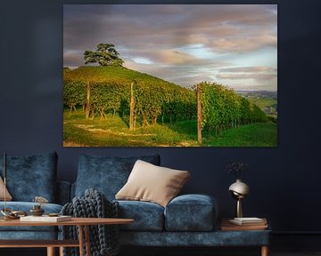 Weinberge der Langhe und Libanonzeder, Italien