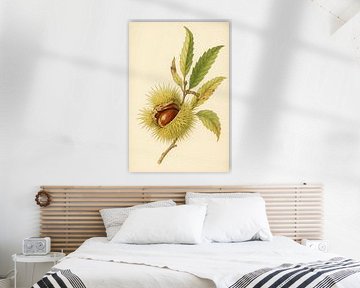 Kastanje. Tamme kastanje.