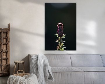 Field thistle by Jim Plaum