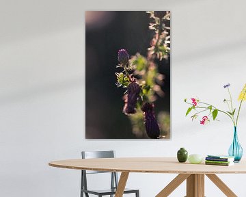 Field thistles by Jim Plaum