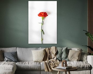 Carnation by Jim Plaum