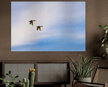 Wilde eenden in volle vlucht van Sjoerd van Staveren