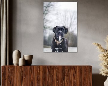 Boxeur sur Jim Plaum