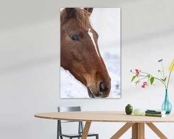 Brown horse by Jim Plaum