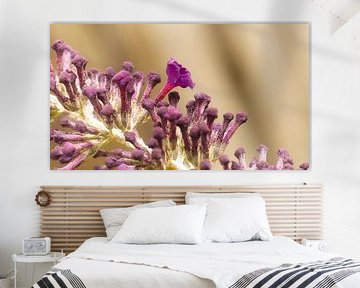 Enlarged flower of a butterfly bush. by Sjoerd van Staveren