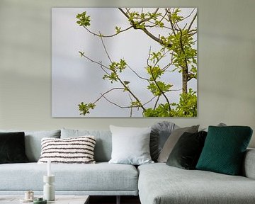 Little bird among the oak leaf