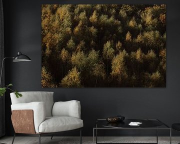 Herfstzon op de boomtoppen van Jolijn Gommans