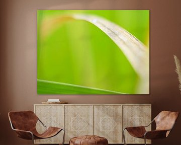 The blade of grass - Nature Photography