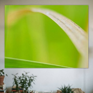 Le brin d'herbe - Photographie de la nature