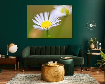 The Flower - Nature Photography