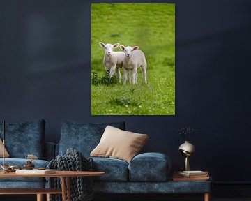 Sheep on the pasture