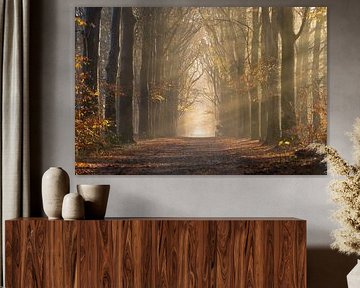 Boslaan in ochtendlicht