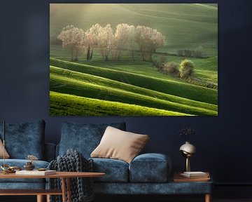 Trees in bloom in spring among the rolling hills, Tuscany by Stefano Orazzini