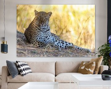 Leopard by Marco Kost