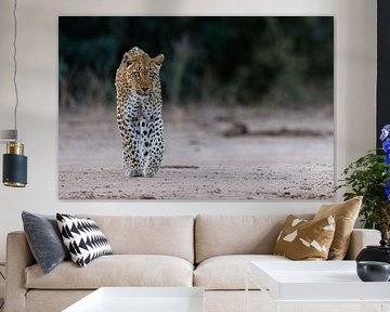 Leopard by Marco Kost