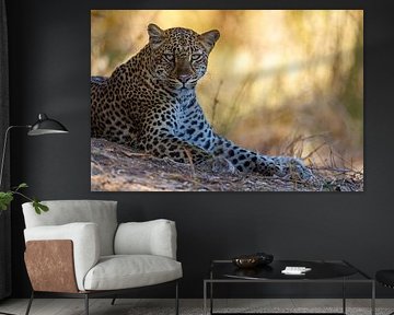 Leopard by Marco Kost