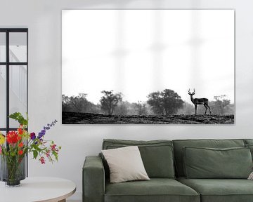 Impala by Marco Kost