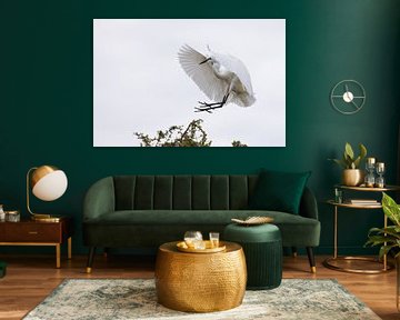 Great White Egret by Marco Kost