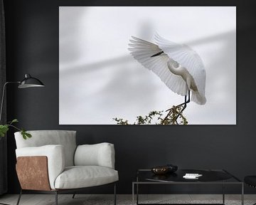 Great White Egret by Marco Kost