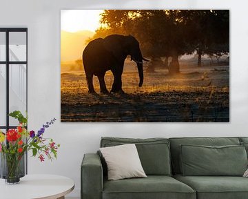 Elephant by Marco Kost