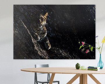 Leopard by Marco Kost