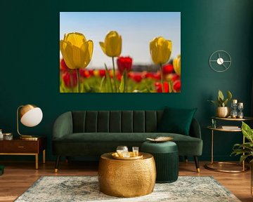 Tulips by Maria Nevels