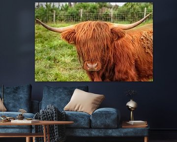 Scottish Highlander in close up by Patricia Hofmeester