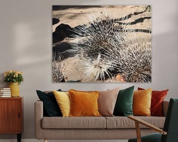 Porc-épic à queue blanche