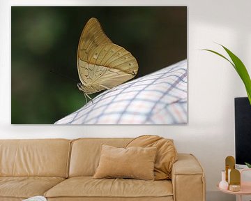 Prépona à taches blanches