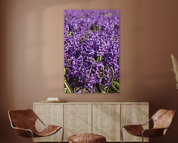 Hyacinths in bloom sur Maria Nevels