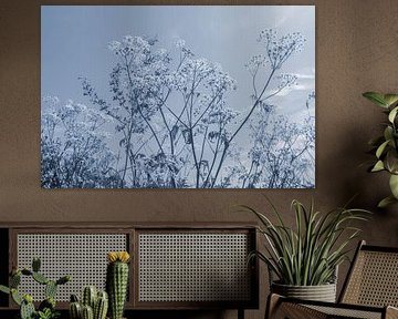 Sungaze - Blaue Ausgabe von QEIMOY