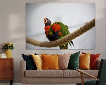 Bunte Regenbogen-Lorikeets in lebhafter Bewegung