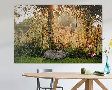 Flemish giant at sunset.