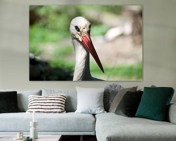 Weißstorch Porträt mit Rotem Schnabel in Natürlichem Lebensraum