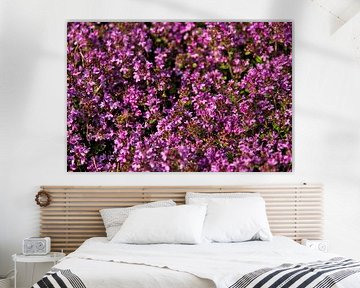 Bee Gathering Nectar on Blooming Thyme Flowers in Spring by Alex Alcalde