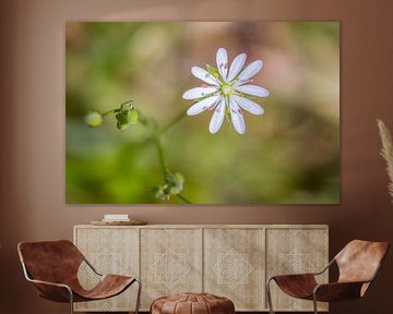 Twinkle twinkle little star