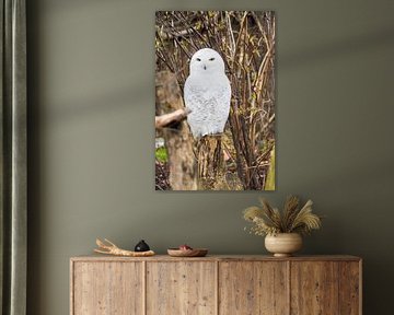 Majestueuze sneeuwuil in winterse omgeving - elegant, mysterieus en indrukwekkend. van Miriam Schwarzfischer Fotografie