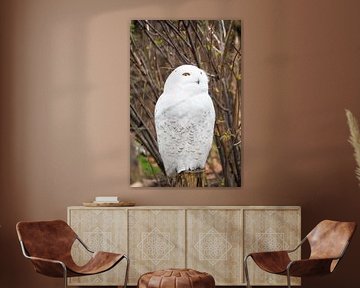 Majestueuze sneeuwuil in winterse omgeving - elegant, mysterieus en indrukwekkend. van Miriam Schwarzfischer Fotografie