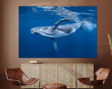 Blauwahl im Atlantik