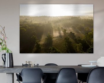 Sunrise over a misty forest during a summer morning