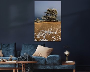 Winterlandschap op de Hondsrug in Drenthe