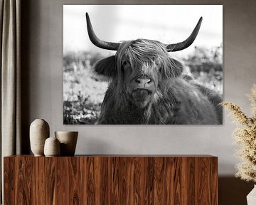 oogcontact met schotse hooglander van Astrid Brouwers