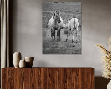 Drinkende konik pony bij moeder van Astrid Brouwers